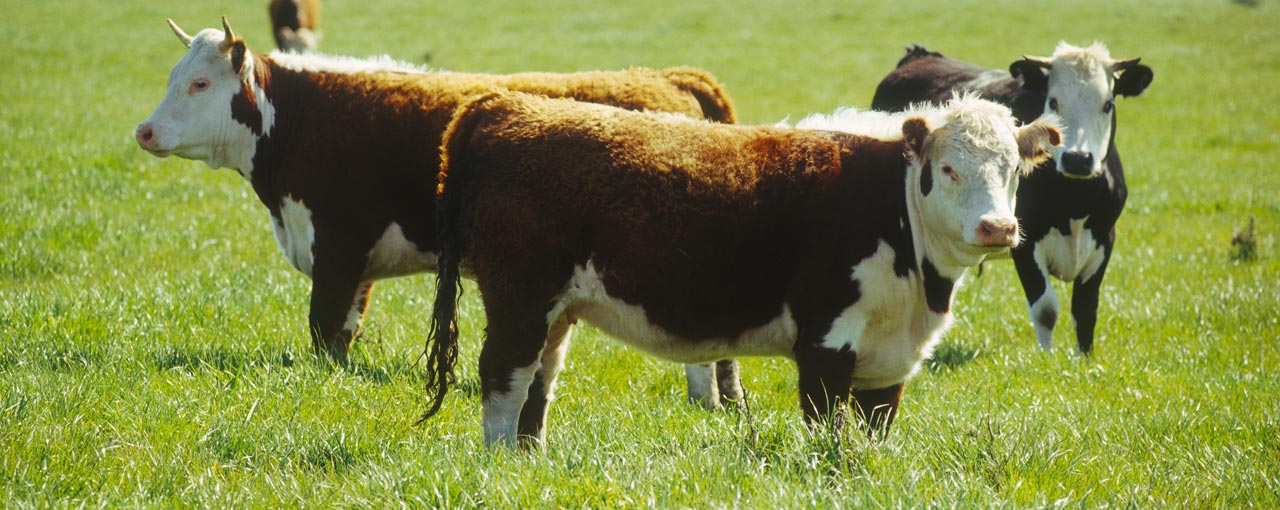 Shared Beef Hero